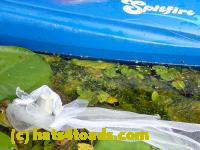 /home//u458753944/public_html/sourcegallery///Frogs/More bullfrogs/P8180189.JPG